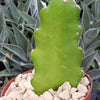 Hylocereus undatus Pitahaya Dragon Fruit cutting