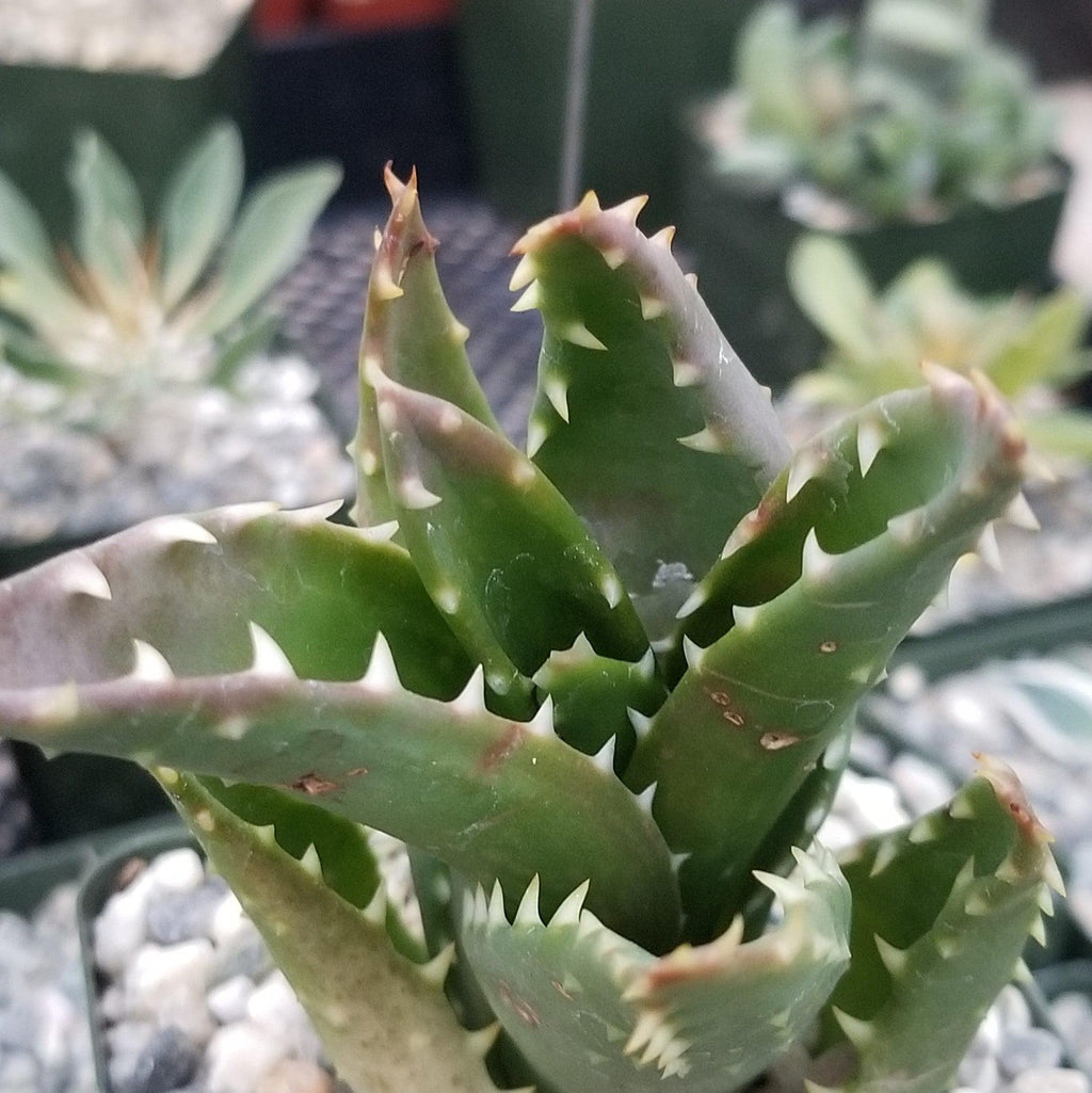 Aloe t-rex