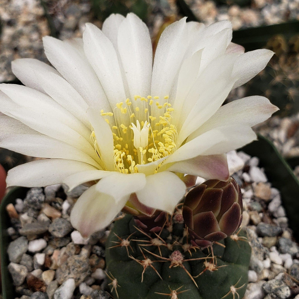 Gymnocalycium schatzlianum mackieanus
