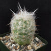 Old Man of the Mountain Cactus ‘Oreocereus trollii’