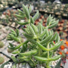 Crassula mesembryanthemoides hispida