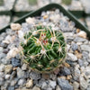 Echinofossulocactus Hookerii