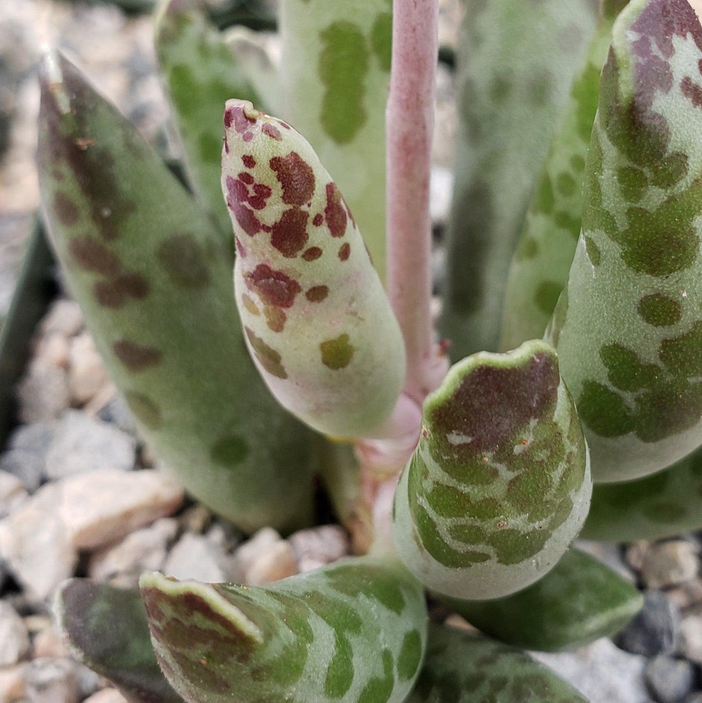 Adromischus festivus