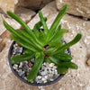 Glottiphyllum longum