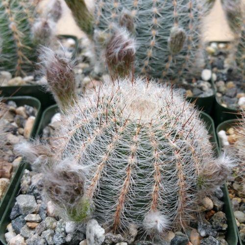 Echinopsis leucomalla cob cactus