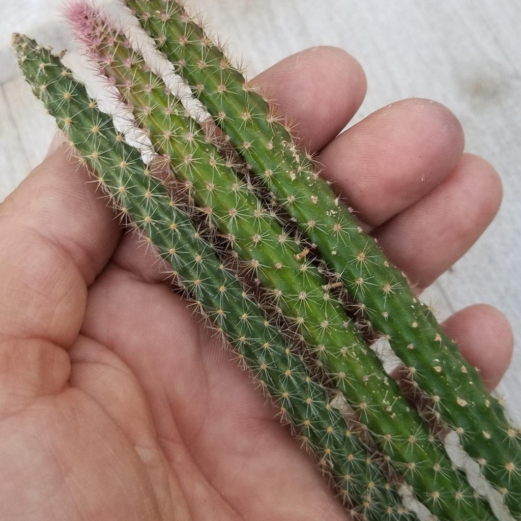 Aporocactus flageliformis rat 3 Cuttings