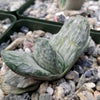 Gasteria sakura fuji