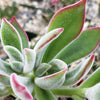 Ruby Slipper Succulent ‘Echeveria harmsii’