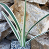 Dianella tasmanica variegata