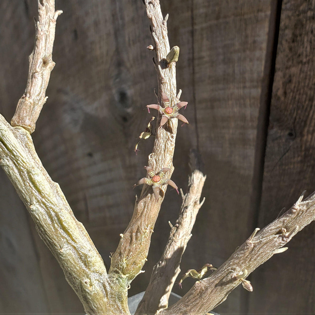 Rhytidocaulon macrolobum