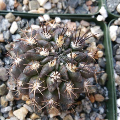 Neochilenia huascensis eriosyce crispa