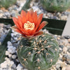 Gymnocalycium schreiteri