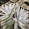 White Sprite Plant ‘Dudleya gnoma’