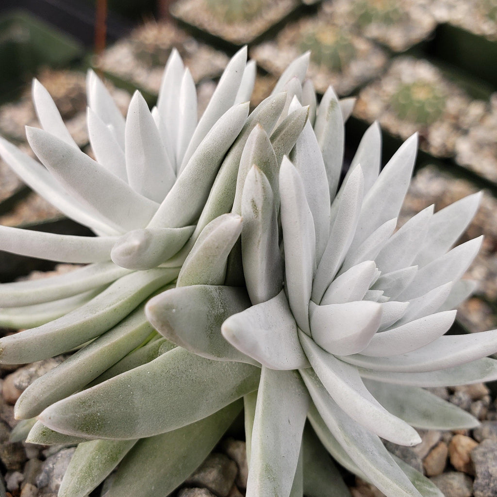 White Sprite Plant ‘Dudleya gnoma’