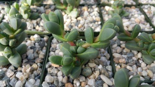 Corpuscularia lehmannii