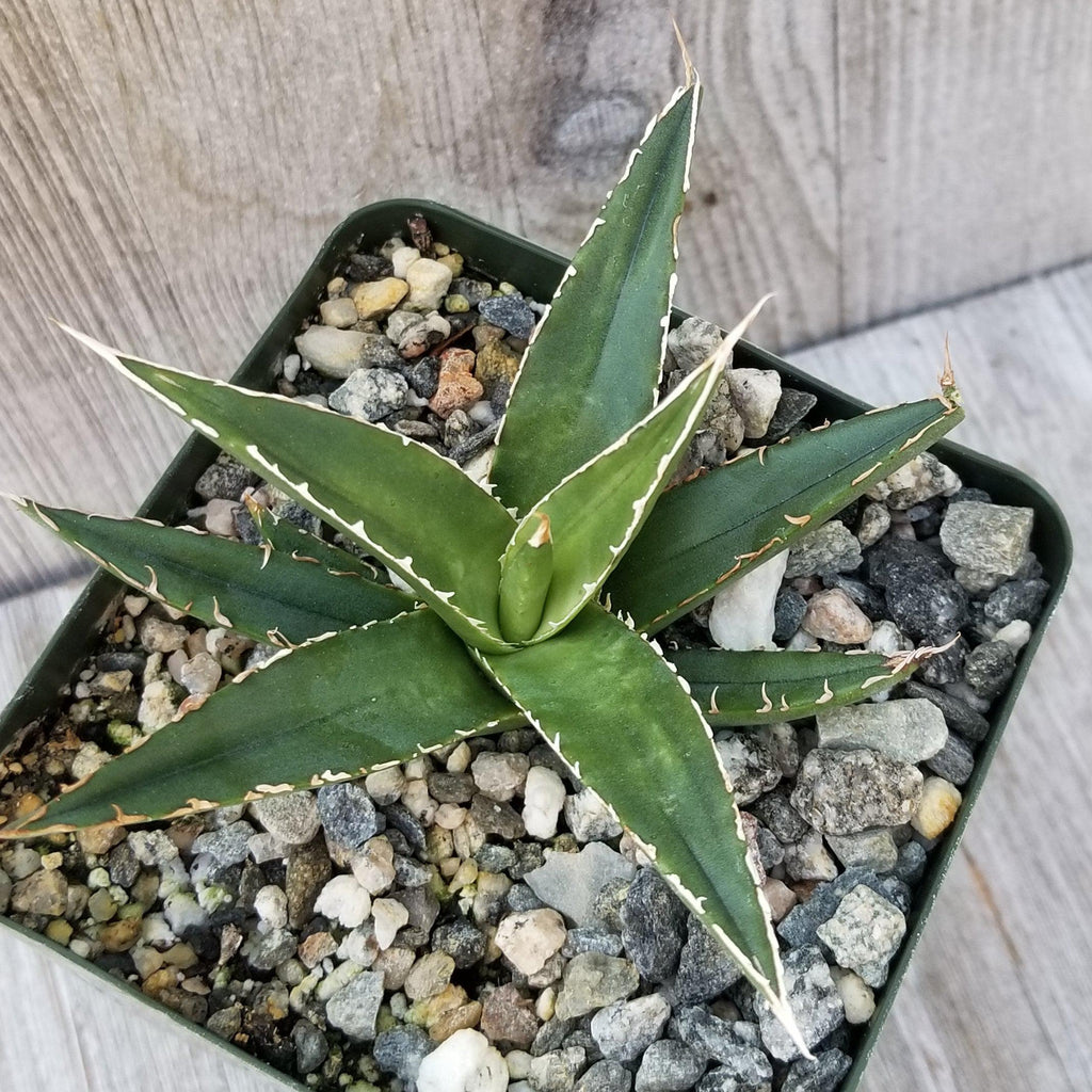 Agave triangularis Large