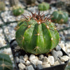 Melocactus curvispinus