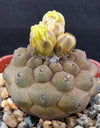 Copiapoa hypogaea barquitensis