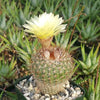 Common Ball Cactus - Parodia erubescense