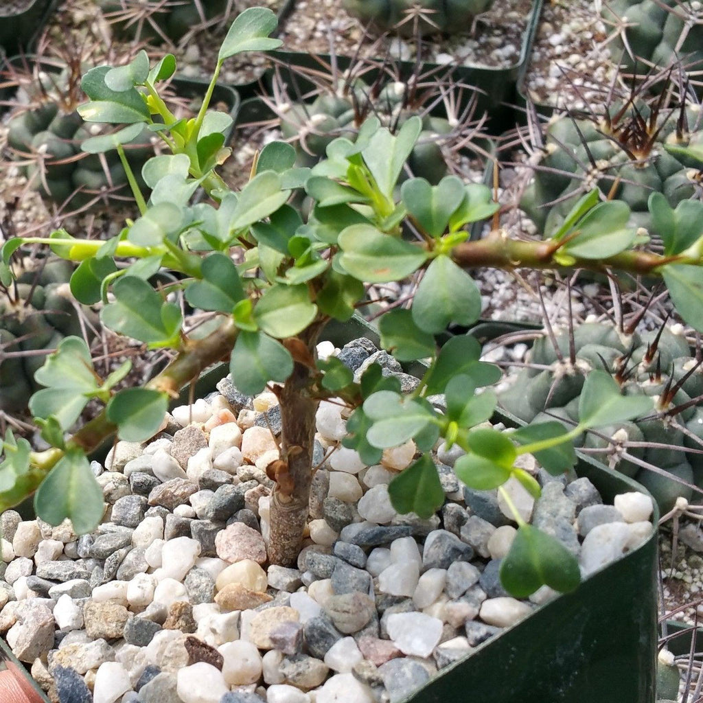 Sarcocaulon vanderietiae