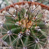 Saguaro Cactus &