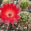 Lobivia Echinopsis hertrichiana