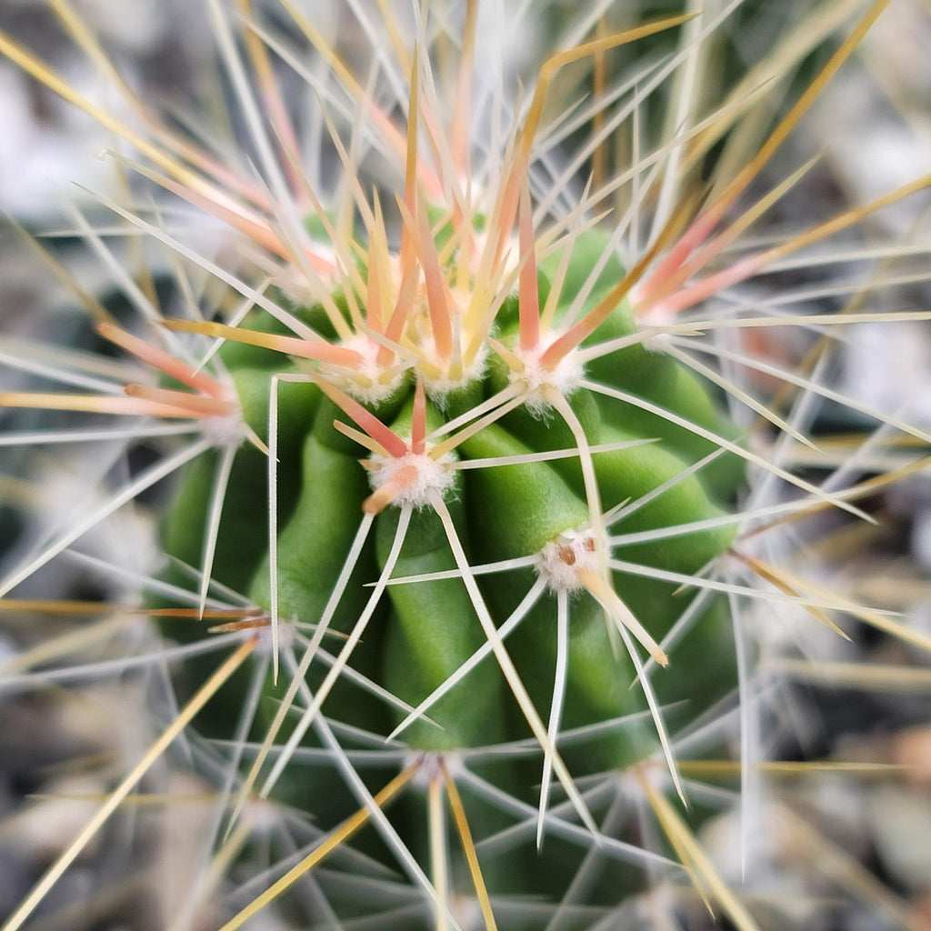 Echinocereus Huasteca canyon arizonicus