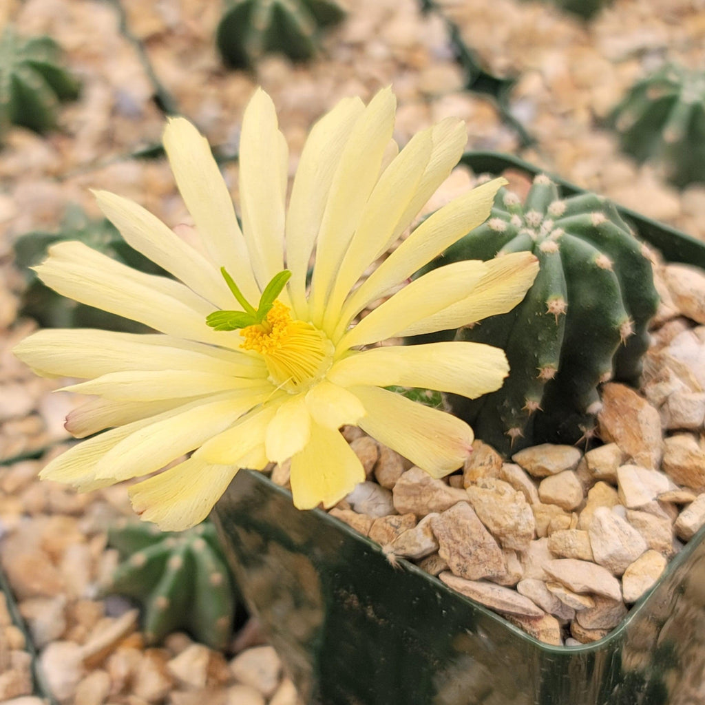 Echinocereus subinermis