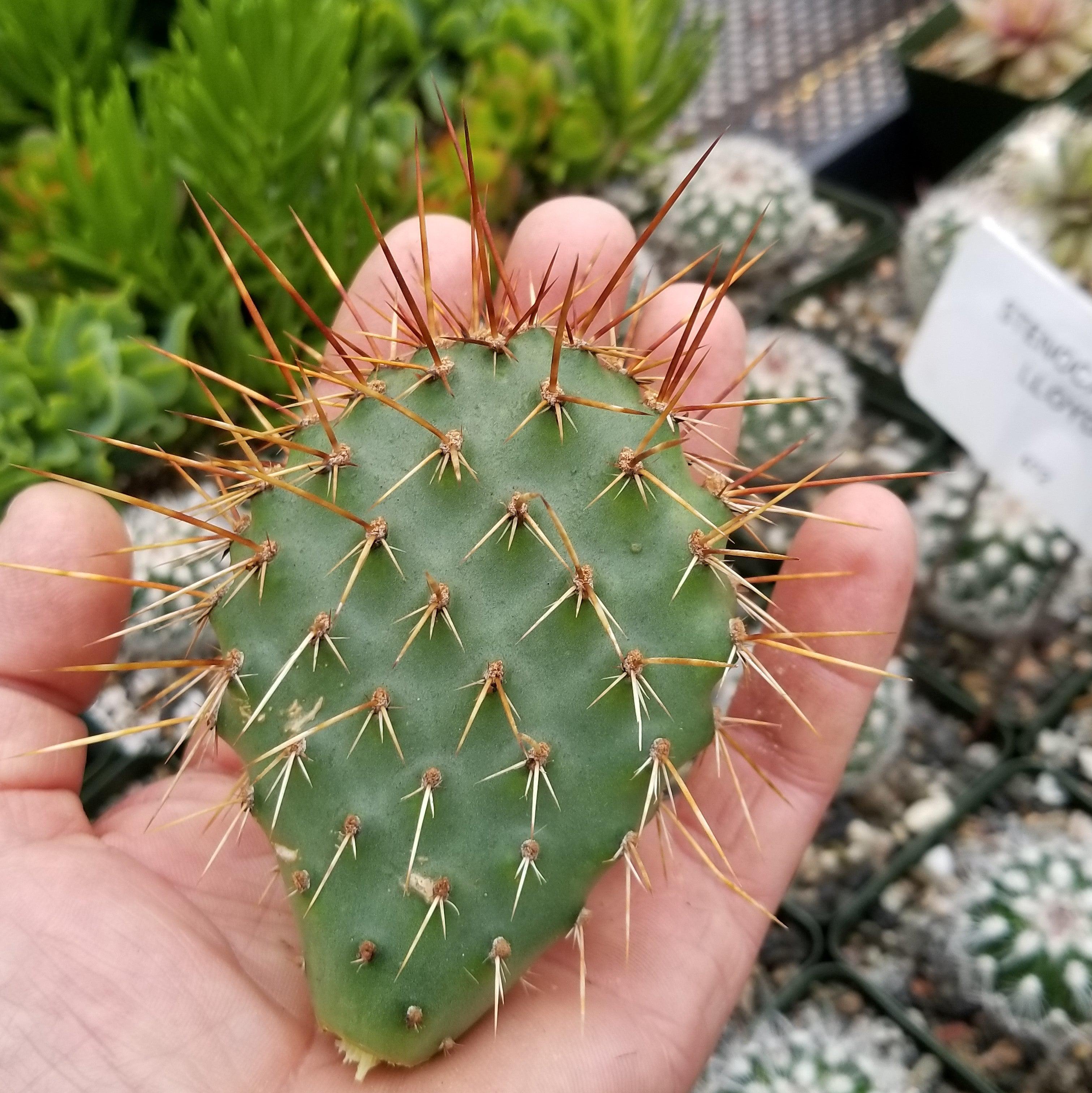 Opuntia rhodantha pad cutting