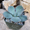 Agave truncata