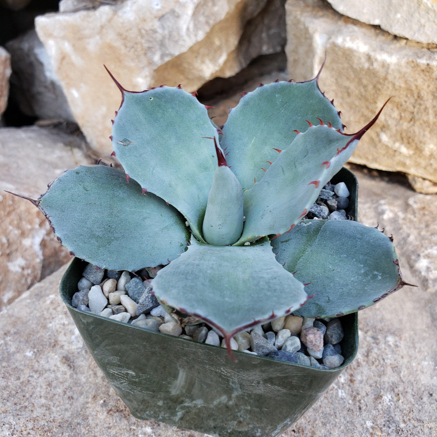 is artichoke a succulent Agave truncata
