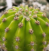 Easter Lily Cactus &