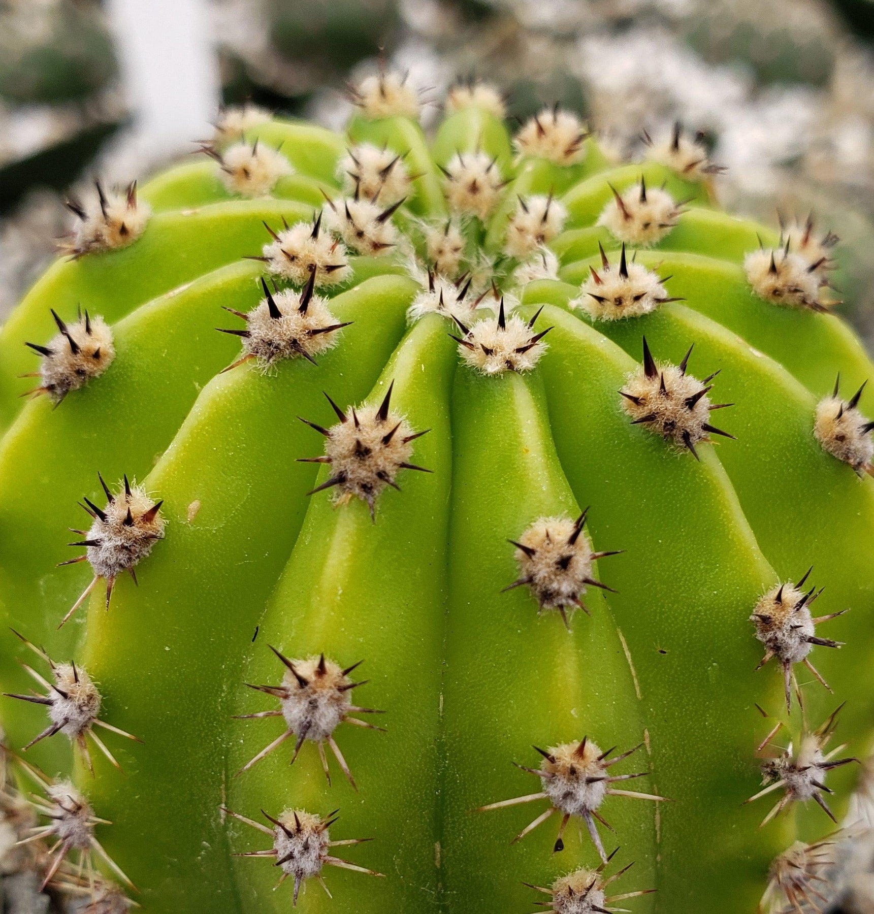easter lily cactus flower Easter Lily Cactus 'Echinopsis oxygona'- Order Online
