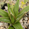 Agave victoria reginae variegata