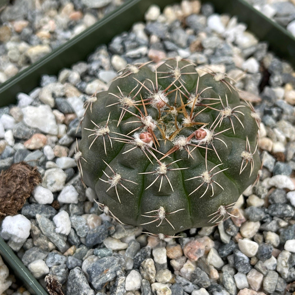Gymnocalycium ruta