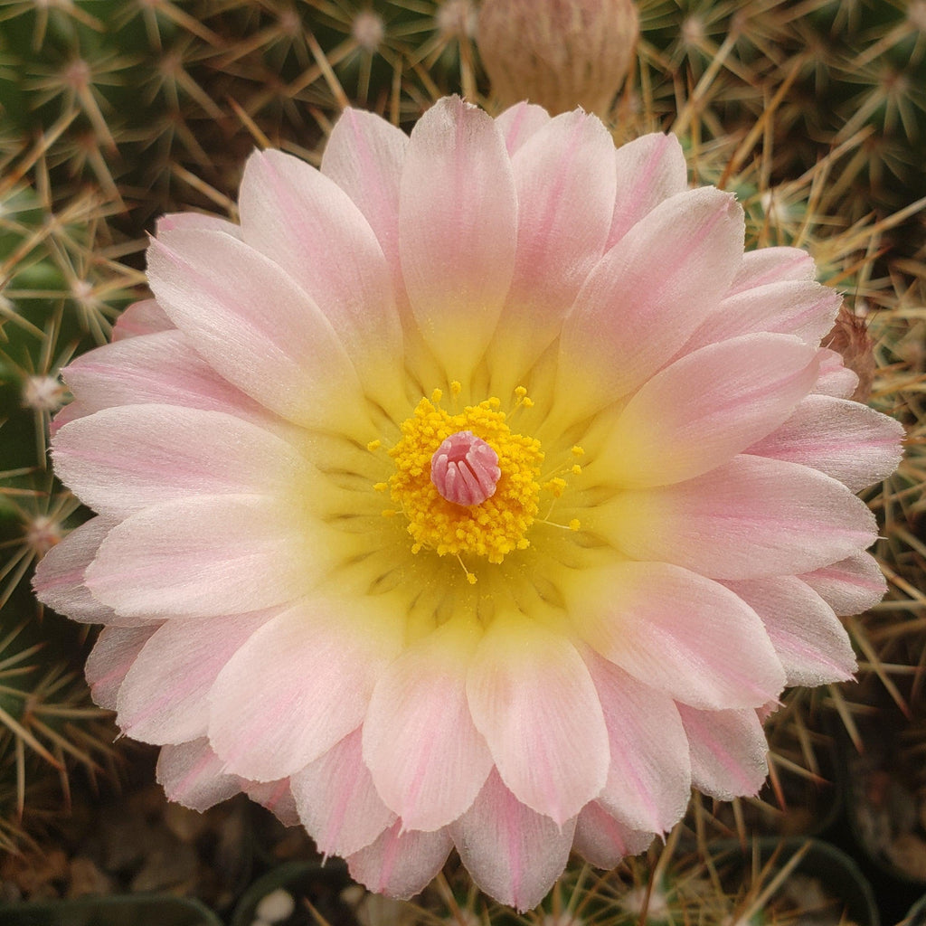 Notocactus roseoluteus