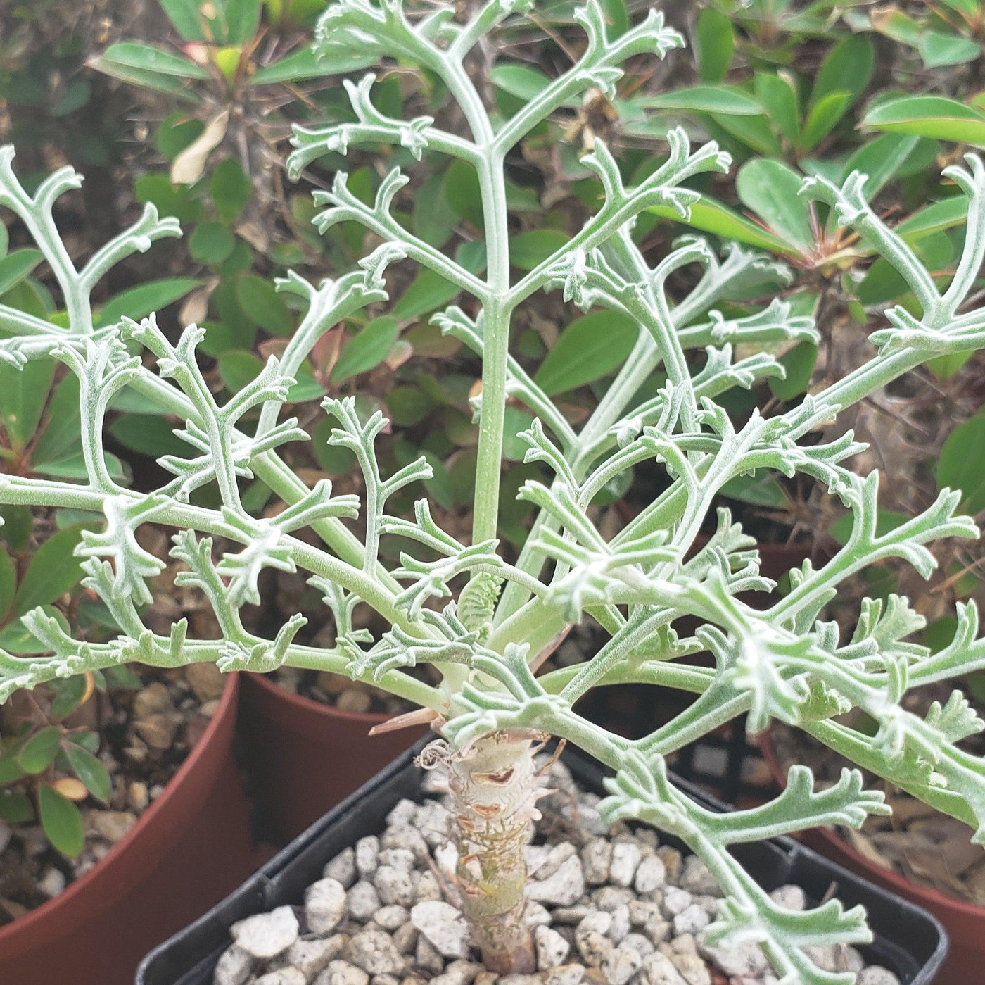 Pelargonium paniculatum