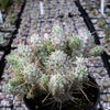 Euphorbia mammillaris variegata