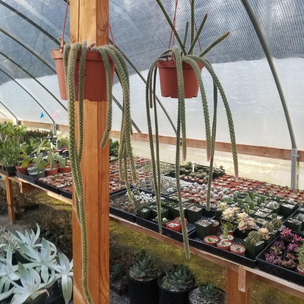 Aporocactus flageliformis rat 3 Cuttings