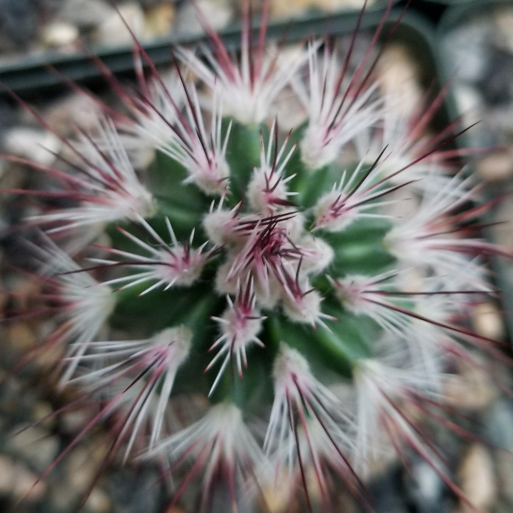 Echinocereus Rusanthus Vulpicandae