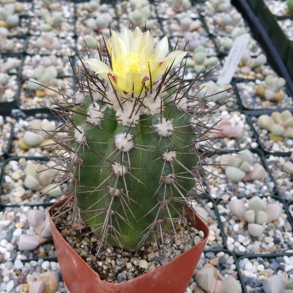 Copiapoa montana