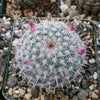 Mammillaria albata