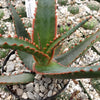 Aloe swordfish