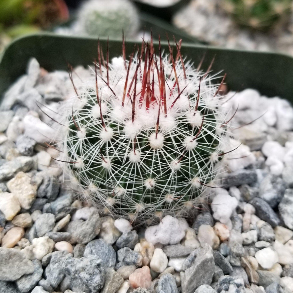 Stenocactus lloydii