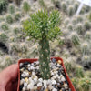 Cholla Cactus - Cylindropuntia cholla