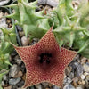 Huernia saudi arabica