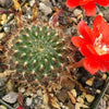 Rebutia kupperiana