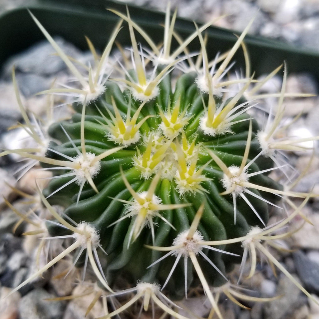 Echinofossulocactus longispinus