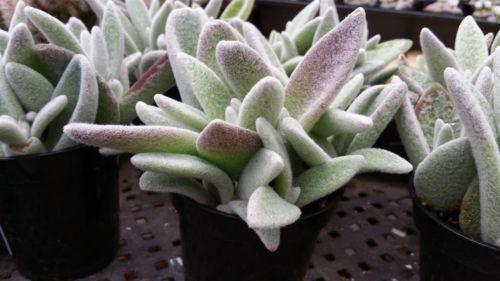 Kalanchoe eriophylla