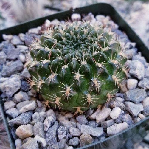 Lobivia or Echinopsis draxleriana